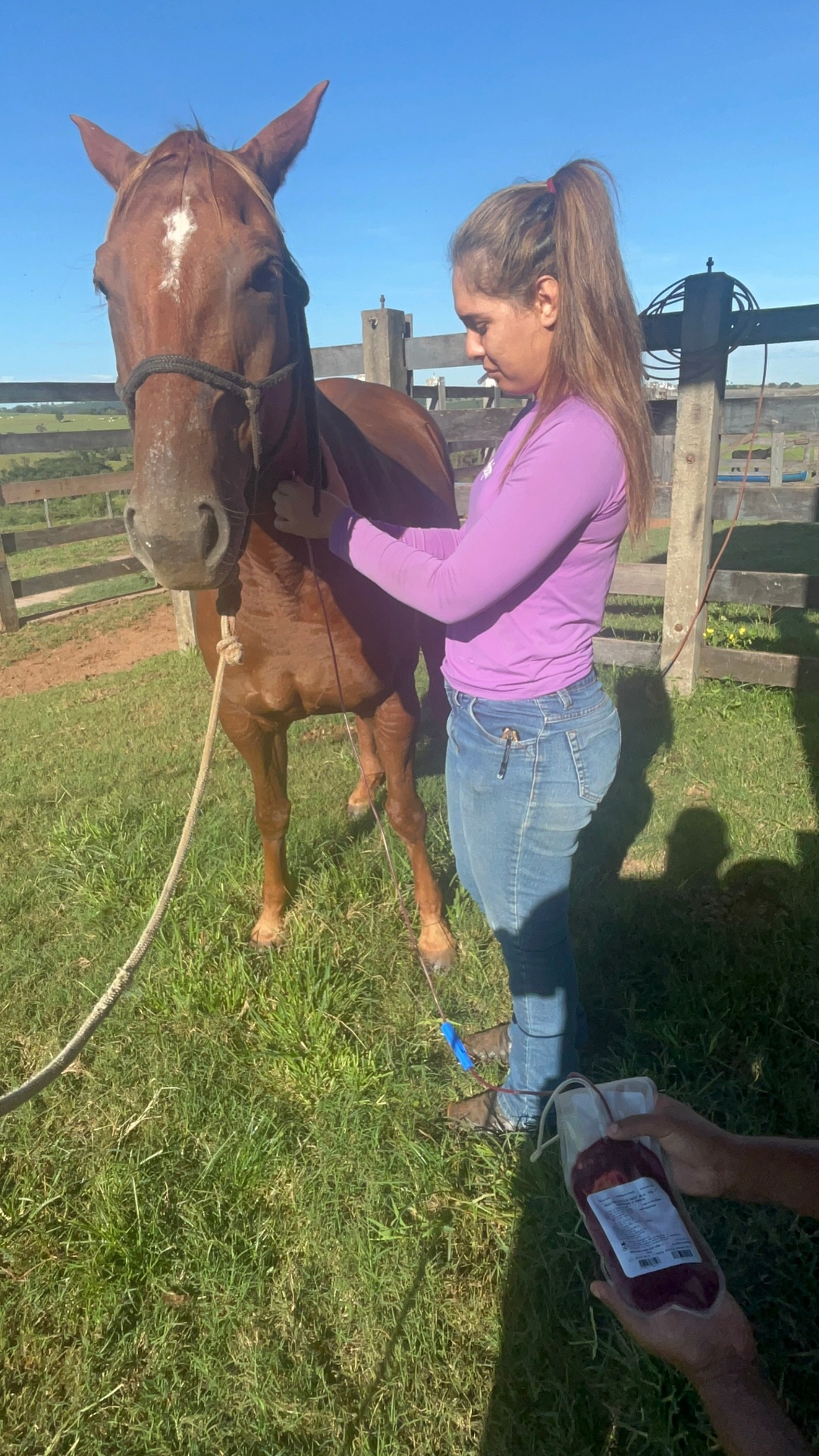 Stephani Nardoni em atendimento clínico de campo com cavalo